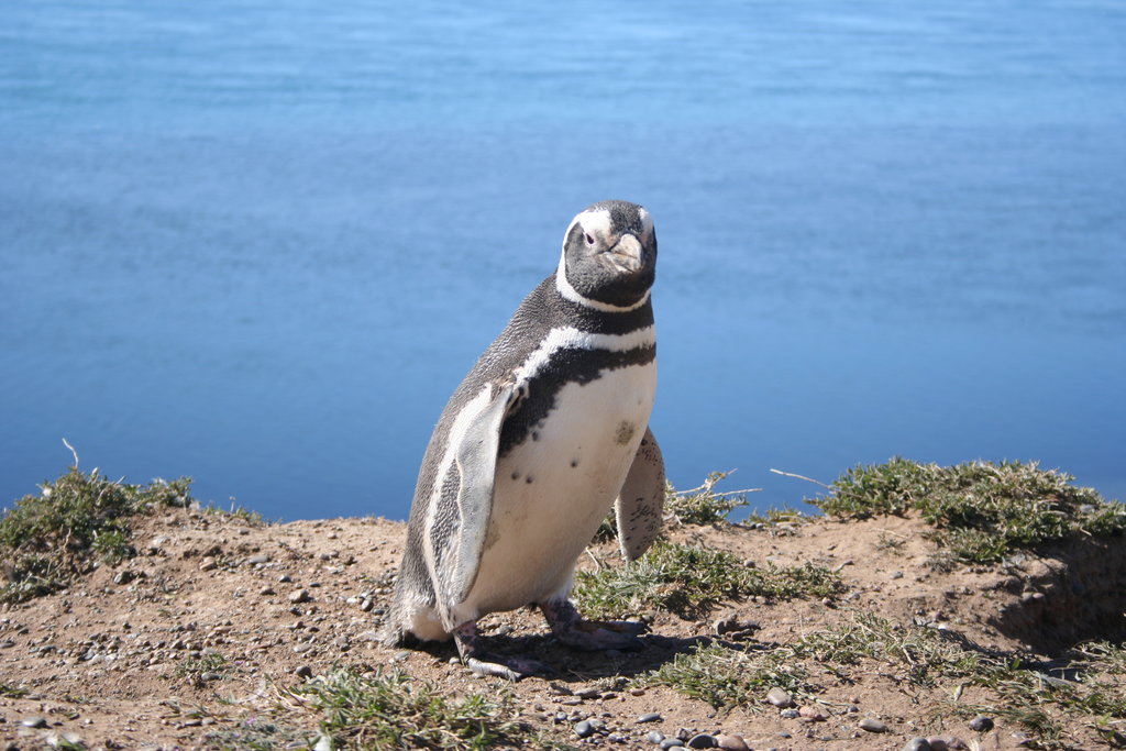 Magellanic Penguins