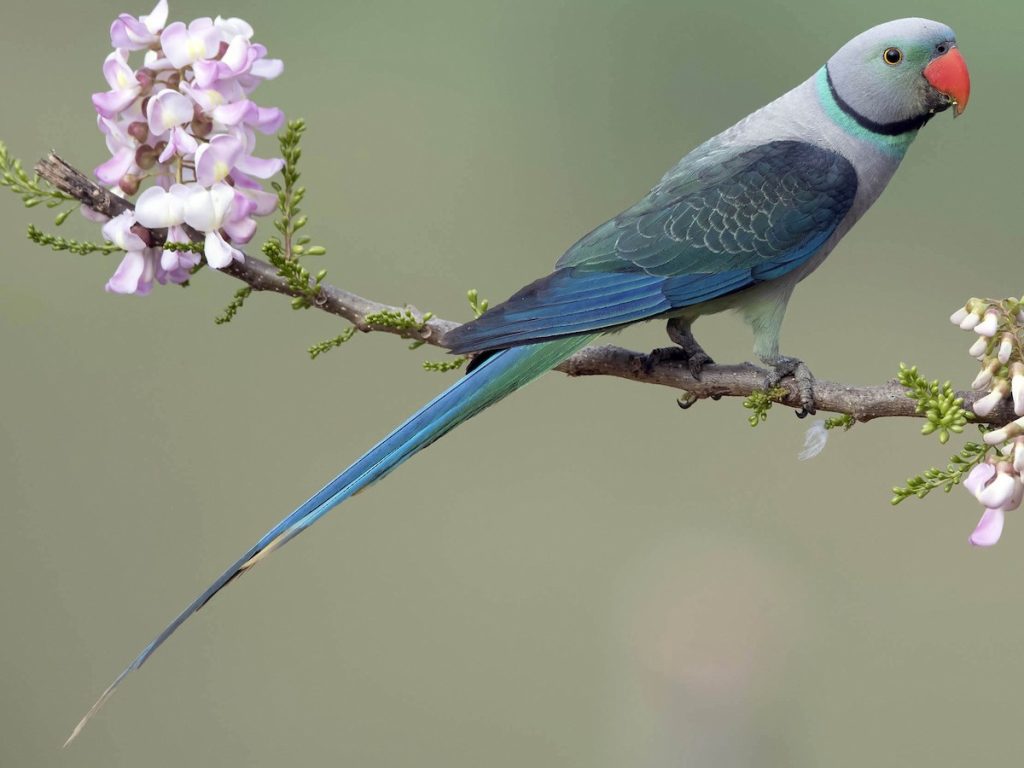 Malabar Parakeet