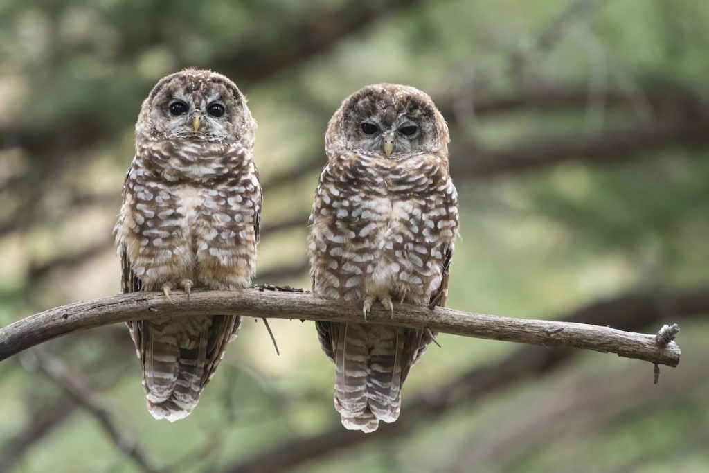 Mexican Spotted Owls in Arizona