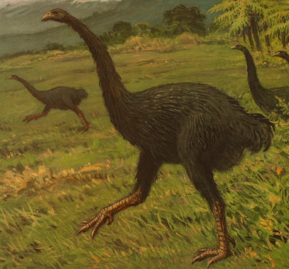 Moa