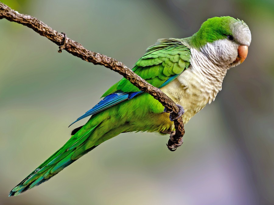 Monk Parakeets
