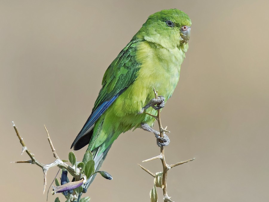 Mountain Parakeet