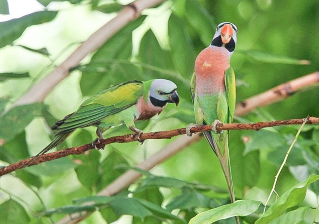 Mustached Parakeet