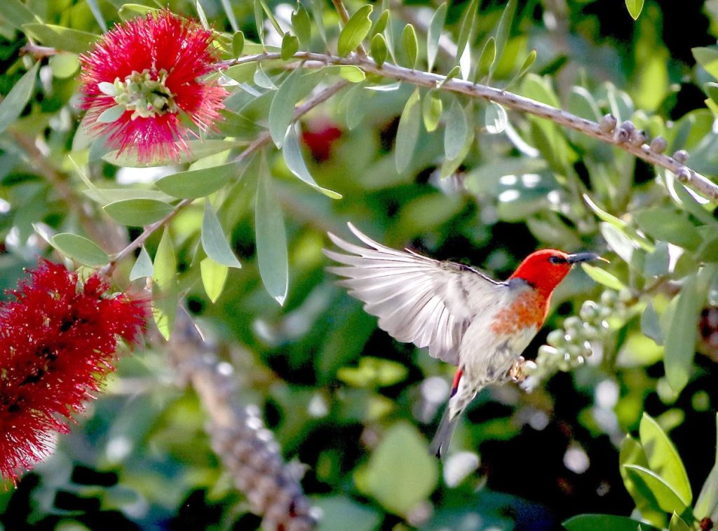 Native Plants for Birds