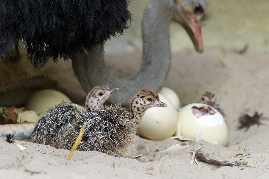 Baby Ostrich Nesting and Hatching