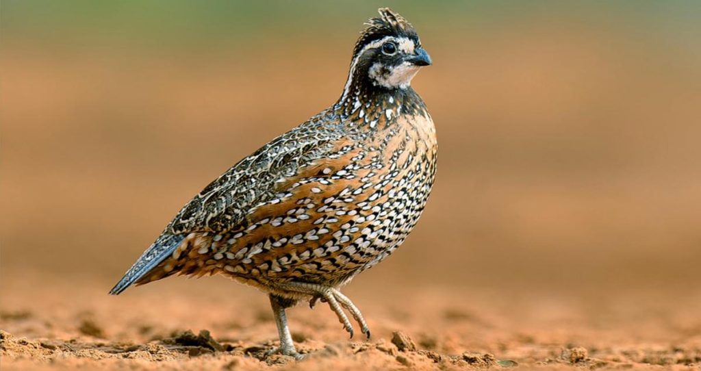 Northern Bobwhite
