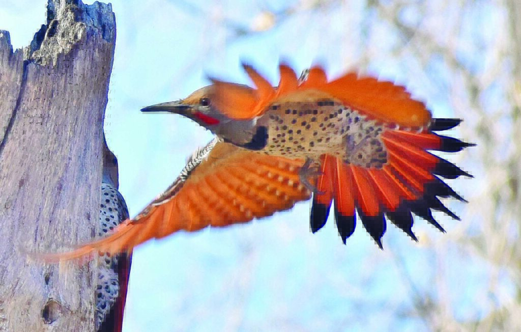 Northern Flicker