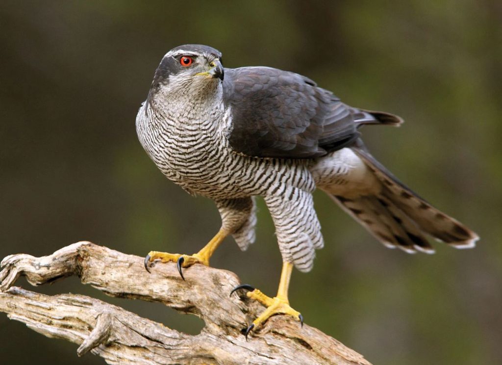 Northern Goshawk in ohio
