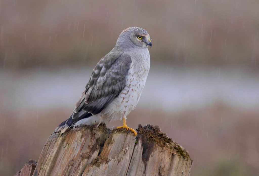 Northern Harrier in ohio