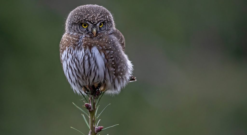 Northern Pygmy-Owls in Arizona