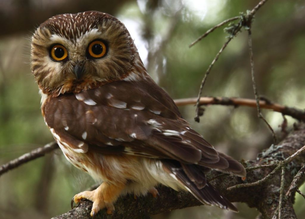 Northern Saw-whet Owls in Arizona