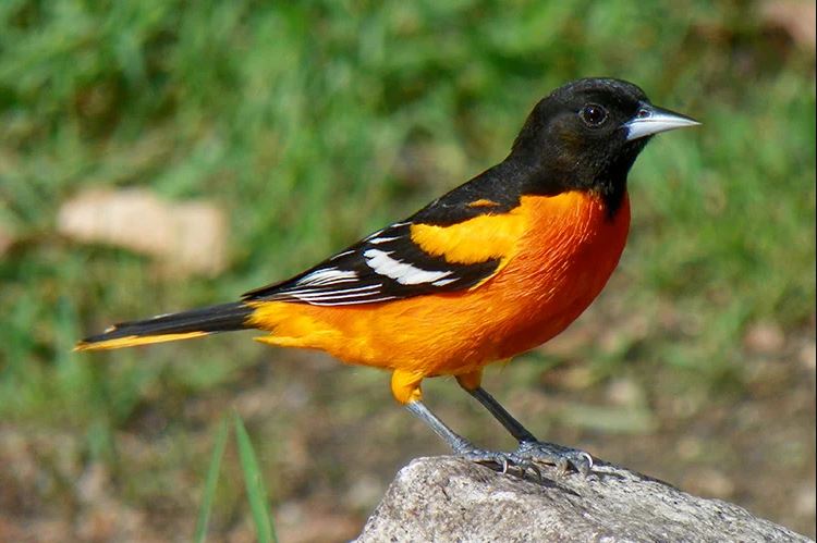 Orchard Oriole