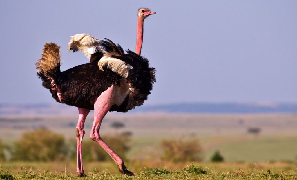 Ostriches