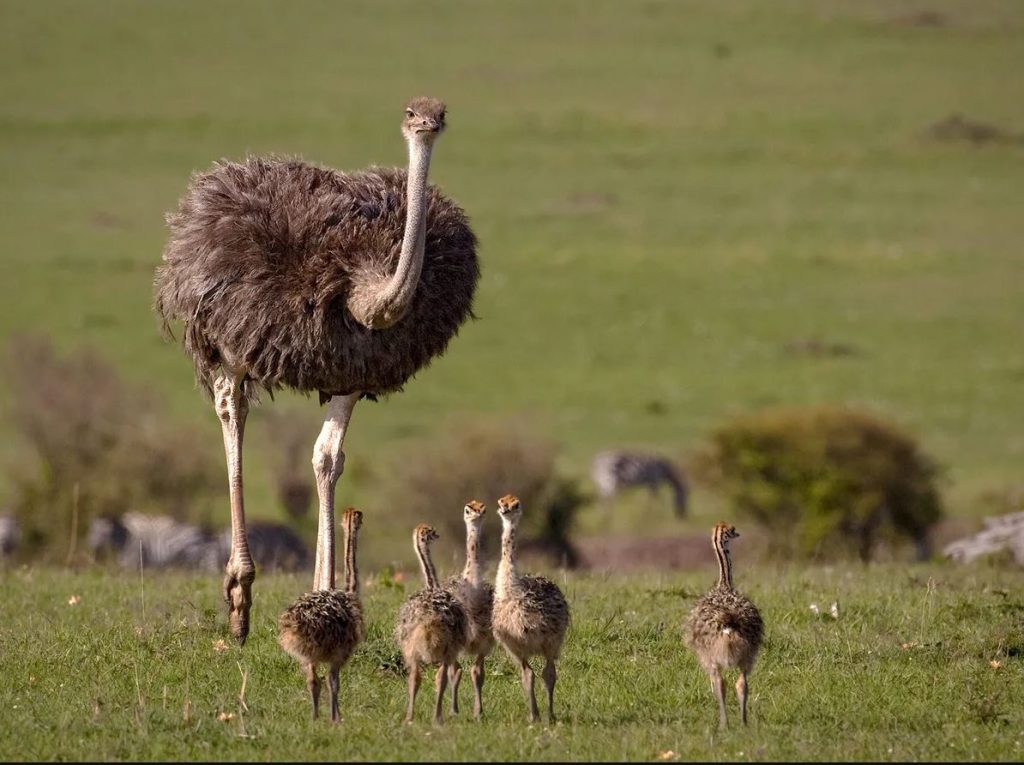 Baby Ostrich family