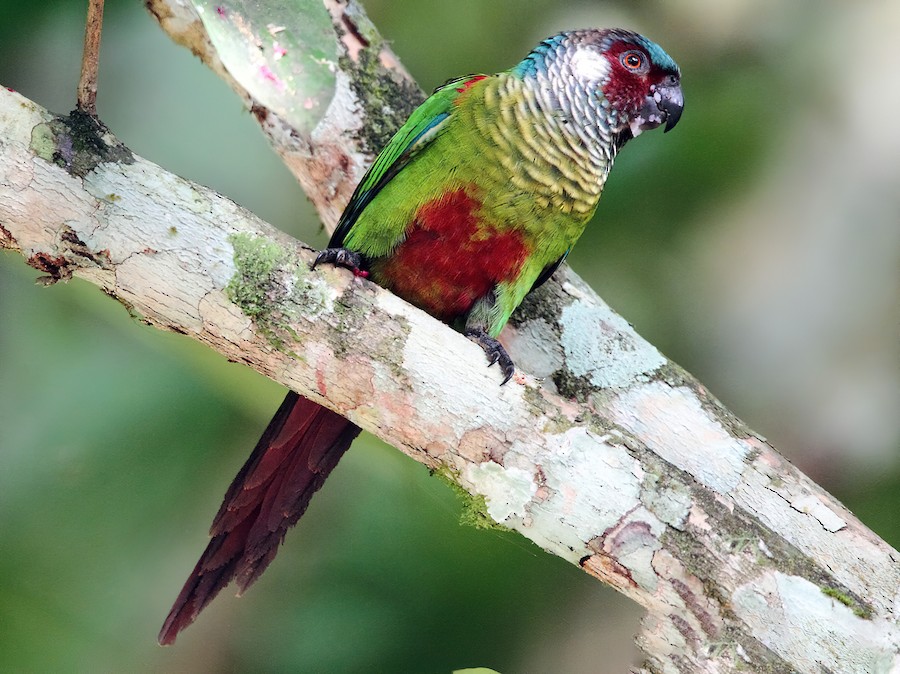 Painted Parakeet
