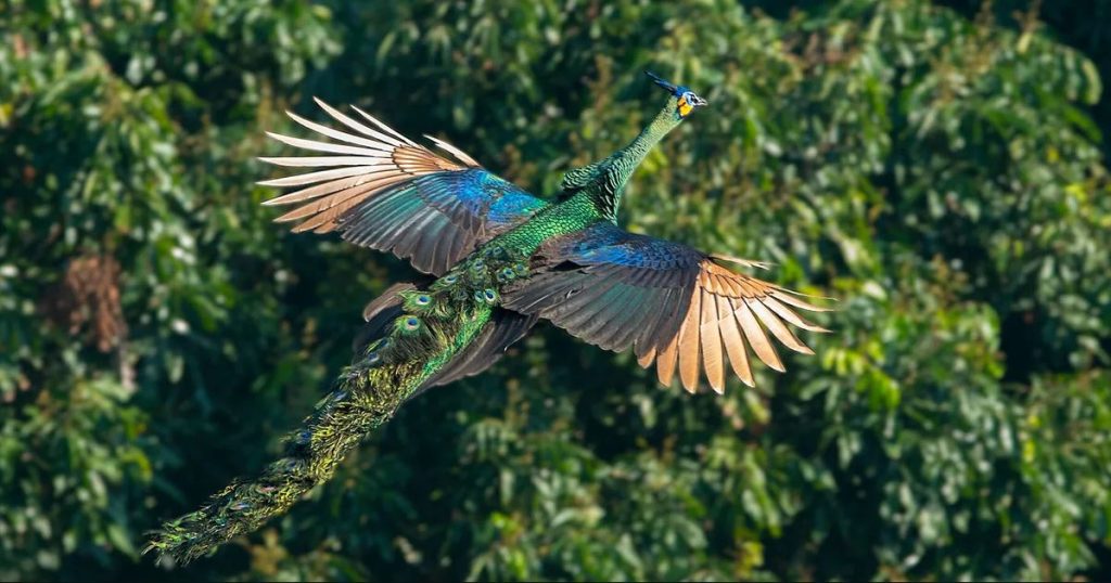 Yes, peacocks can fly—but not in the way most people think.