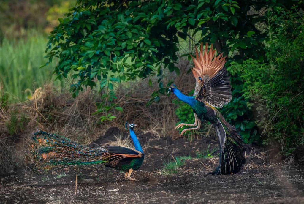 Peacocks Fly
