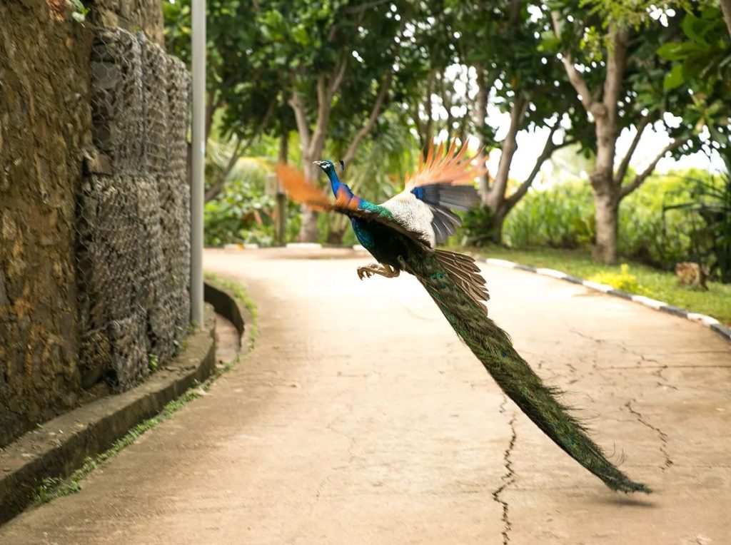 Peacocks Fly Crossing fences