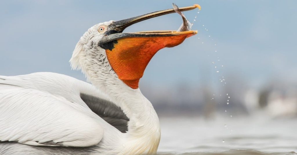 What Do Pelicans Eat