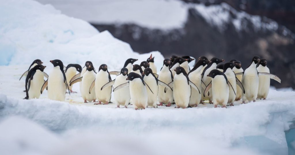 Where Do Flock Penguins of Antarctica  live?