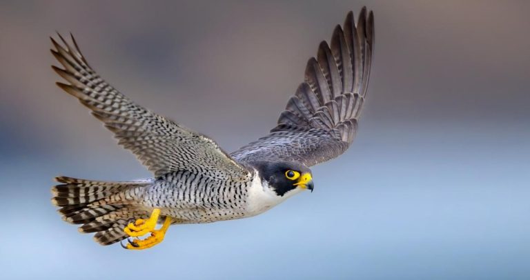 What Do Falcons Eat and How Do They Hunt? Inside the Life of a Sky Predator