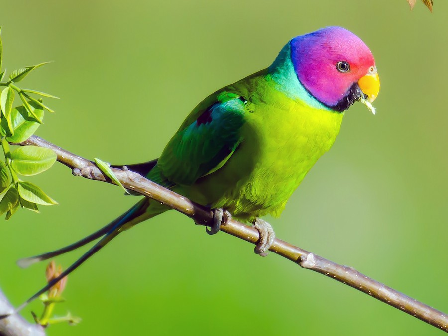 Plum-headed Parakeet