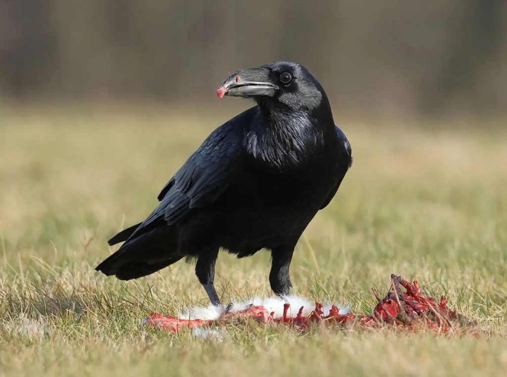 What do raven eat? (Raven Diet)