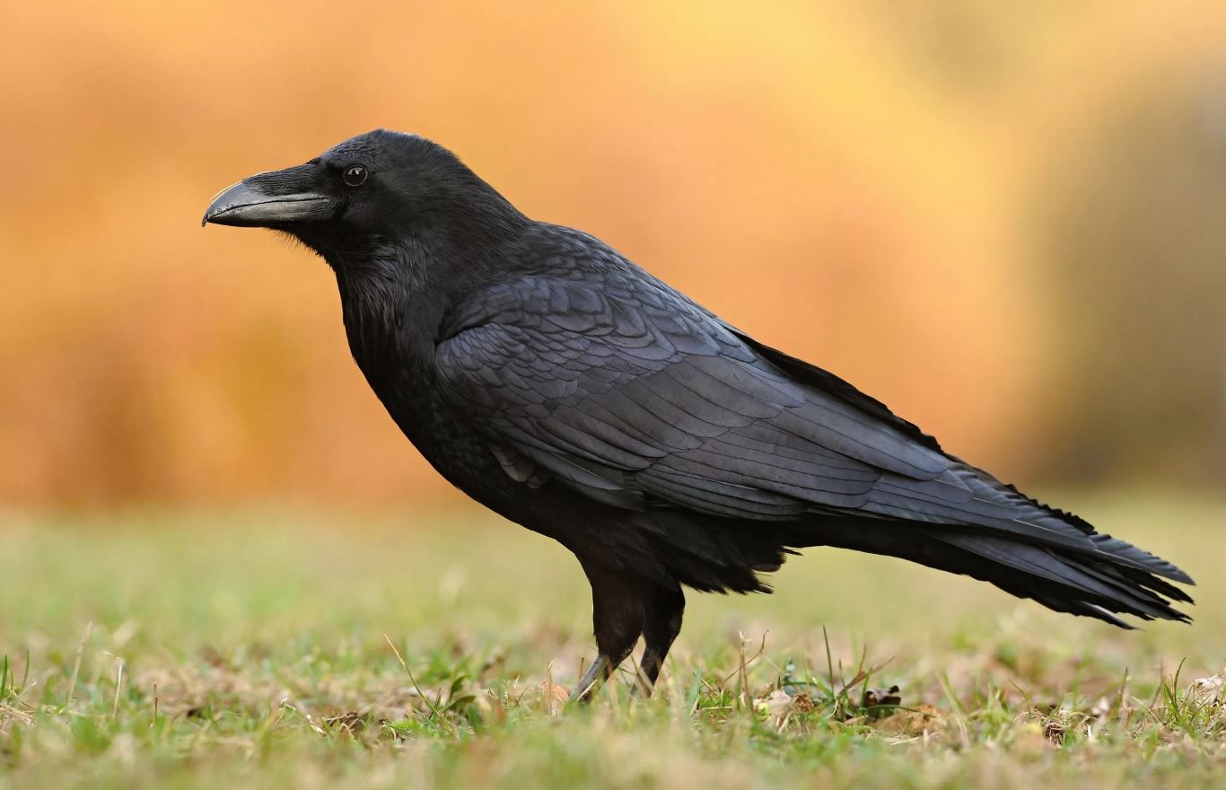 Crows Racine Ravens vs Crows: The Ultimate Guide to Identifying and Understanding ...