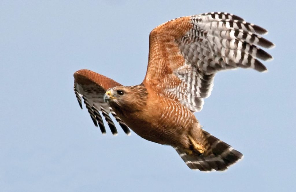 Red-Shouldered Hawk in ohio