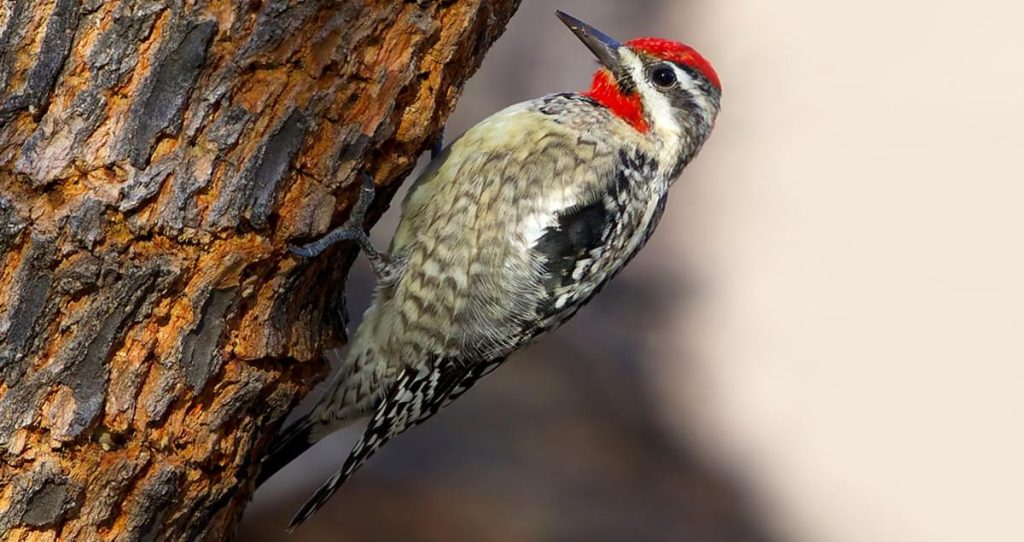 Red-naped Sapsucker
