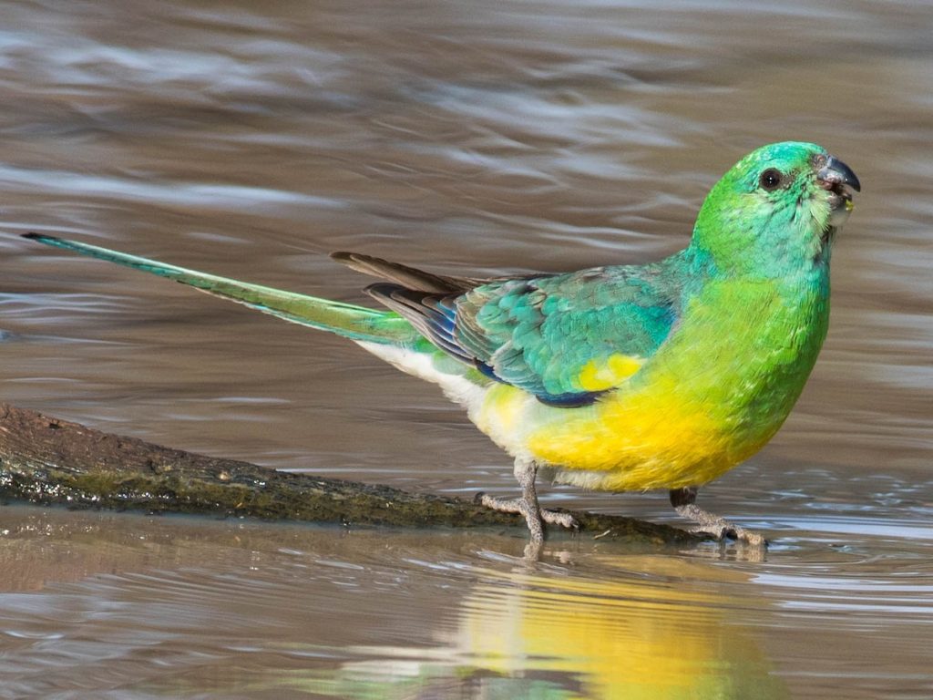 Red-rumped Parakeet