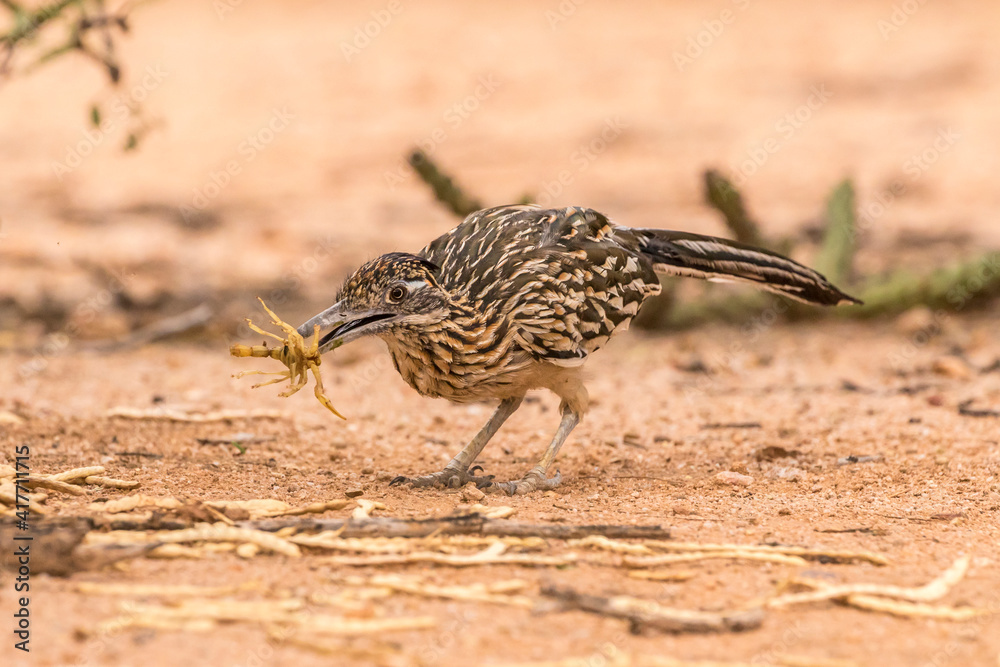 Roadrunners Eating Scorpions