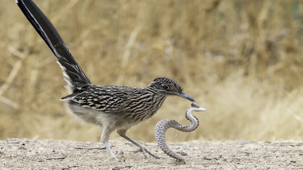Roadrunners Eating snakes