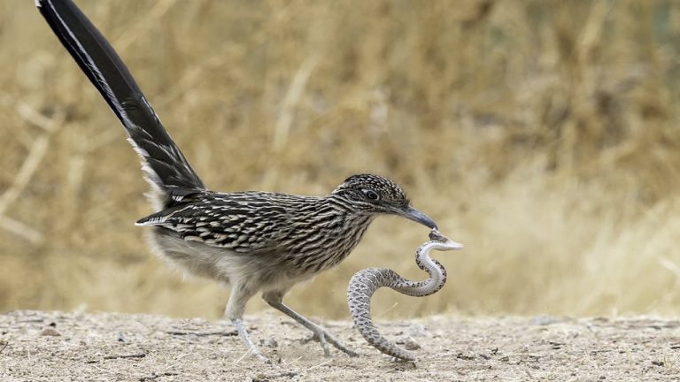 Sprinter Snake What Do Roadrunners Eat? A Complete Guide to the Diet of This Desert ...