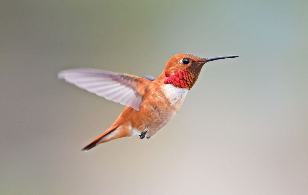 Rufous Hummingbird