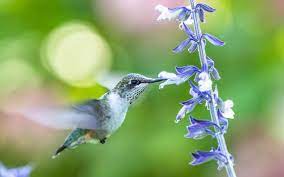 Salvia attracts hummingbird