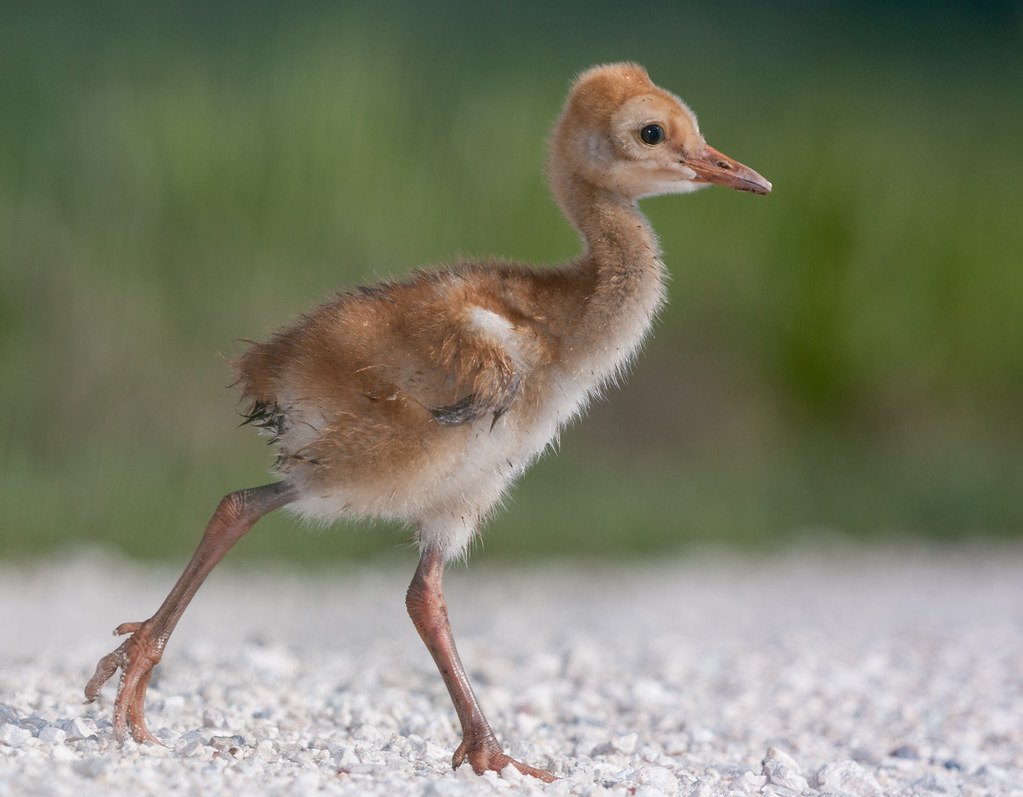 Sandhill Baby Crane