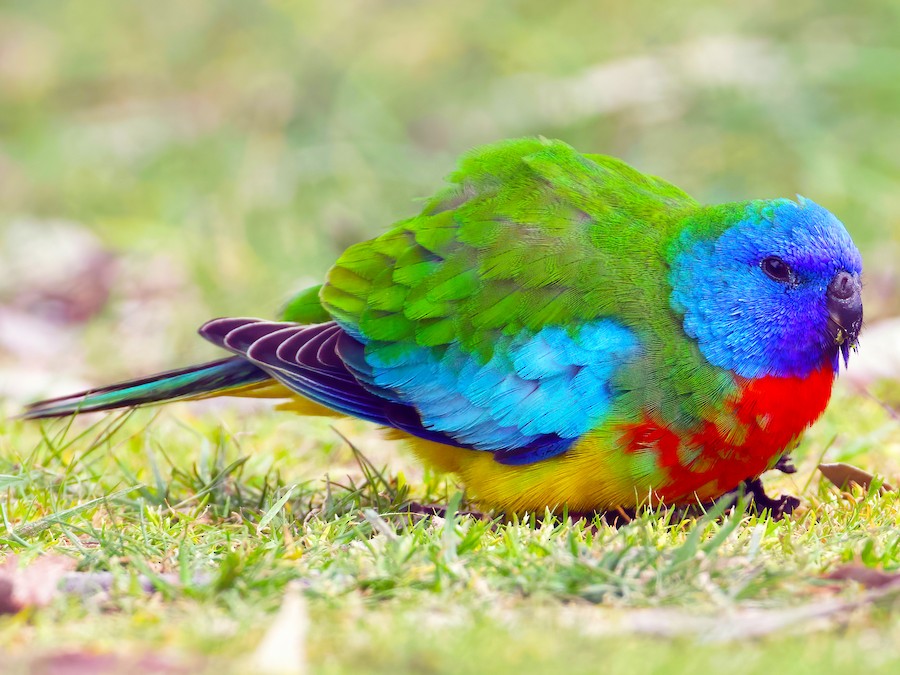 Scarlet-chested Parakeet
