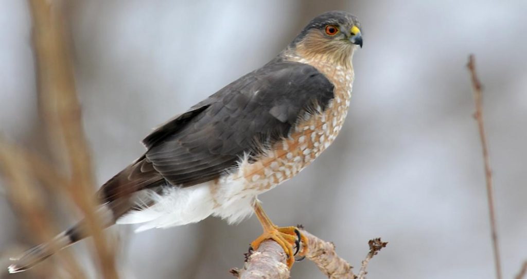 Sharp-Shinned Hawk in ohio