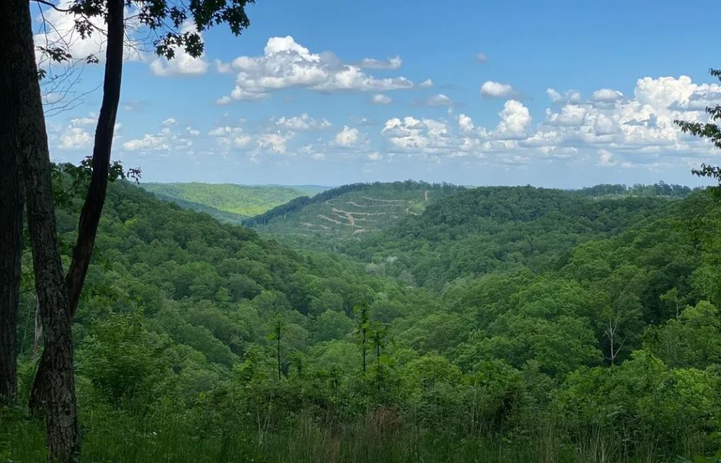 Shawnee State Forest birdwatching in ohio