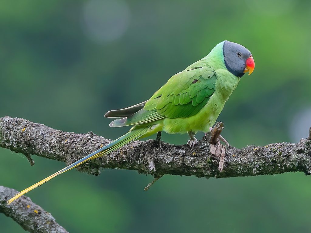 Slaty-headed Parakeet