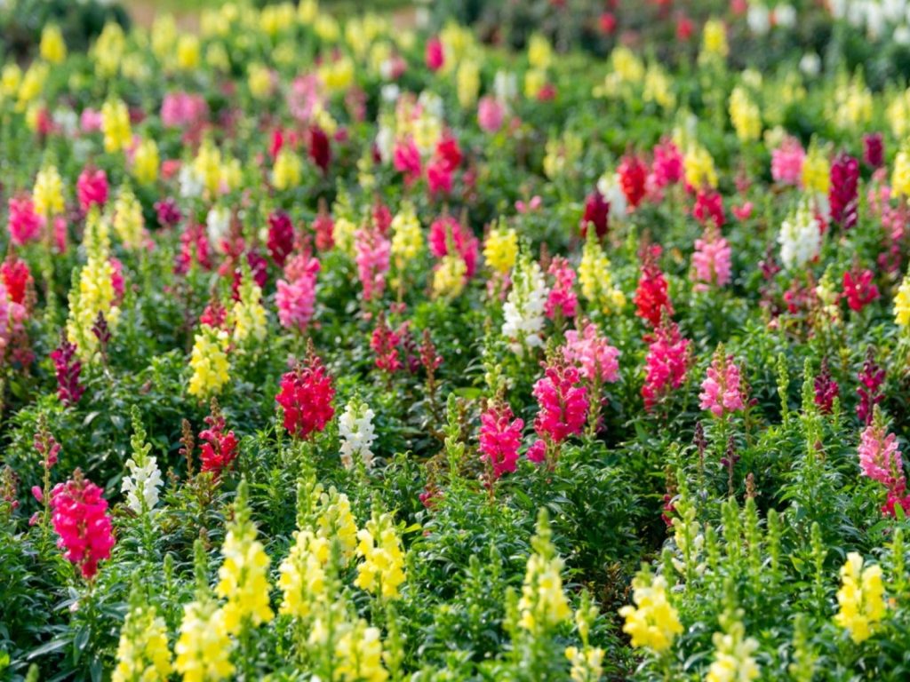 Snapdragons