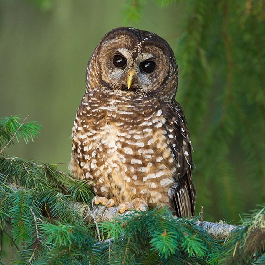Spotted Owl