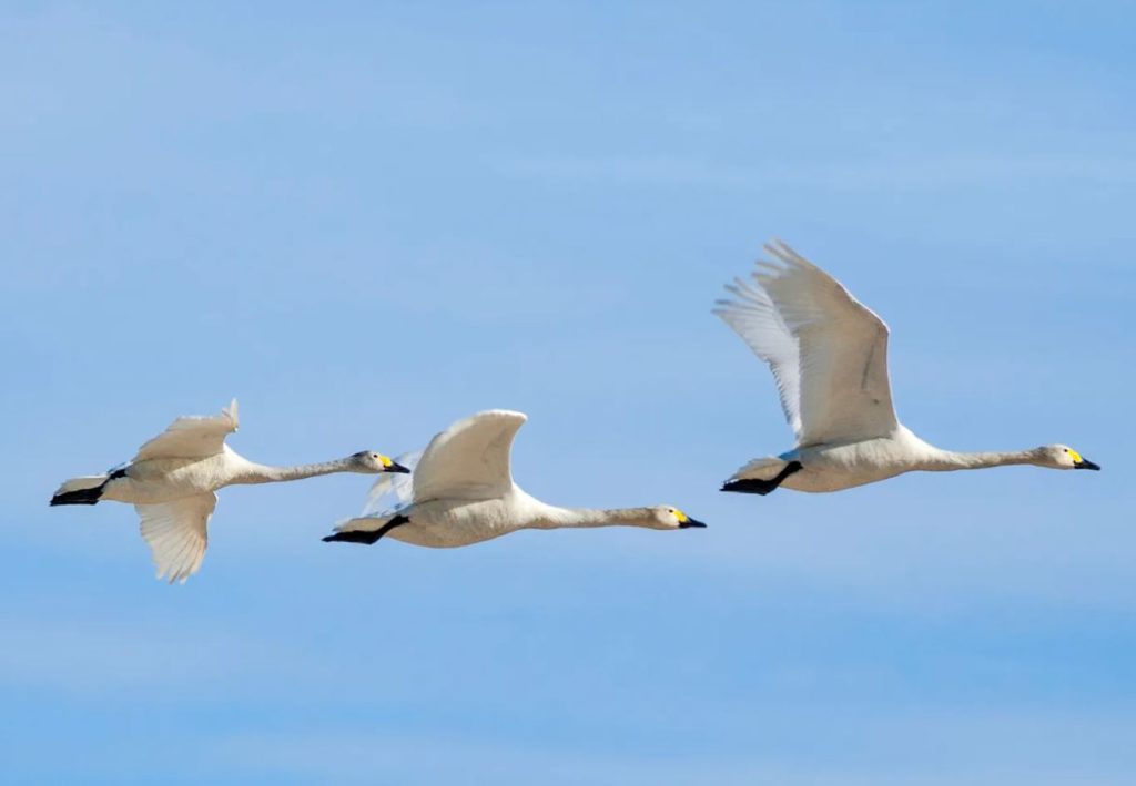Swans Can Fly