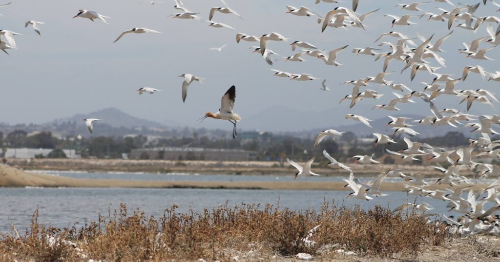San Diego Birding Hot Spots