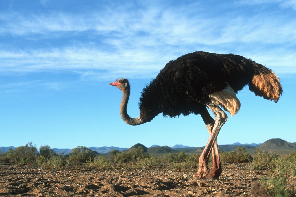 The Biggest Bird in the World