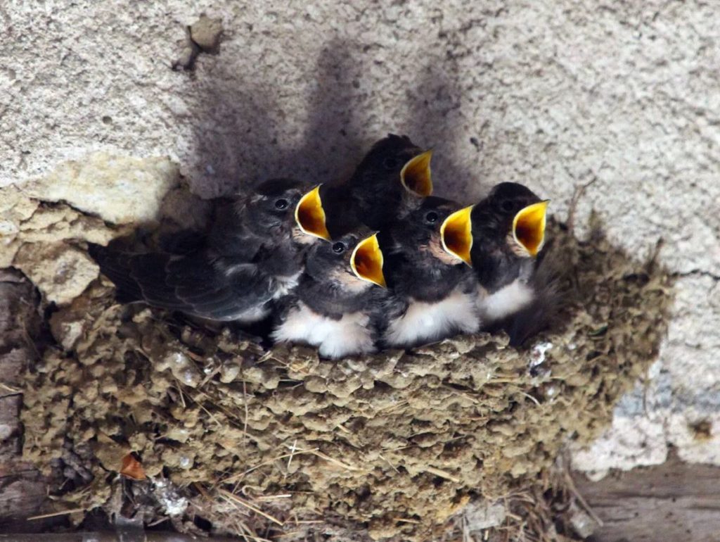 The Nesting Habits of Baby Swallows