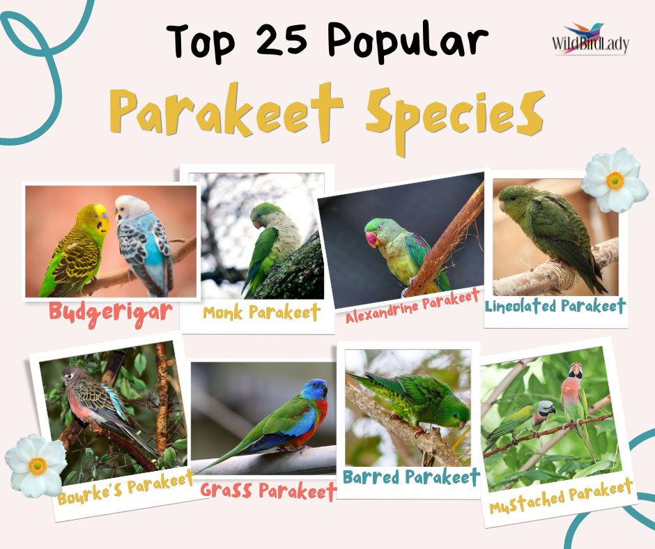 Top 25 Popular Parakeet Species