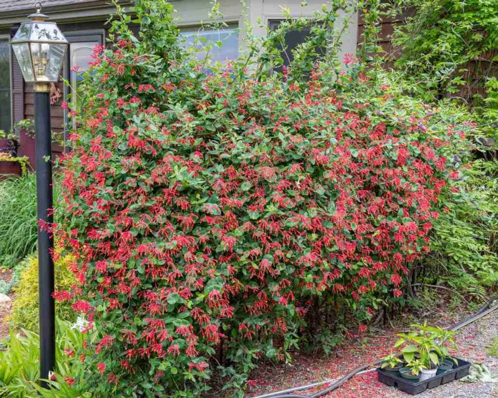 Trumpet Honeysuckle