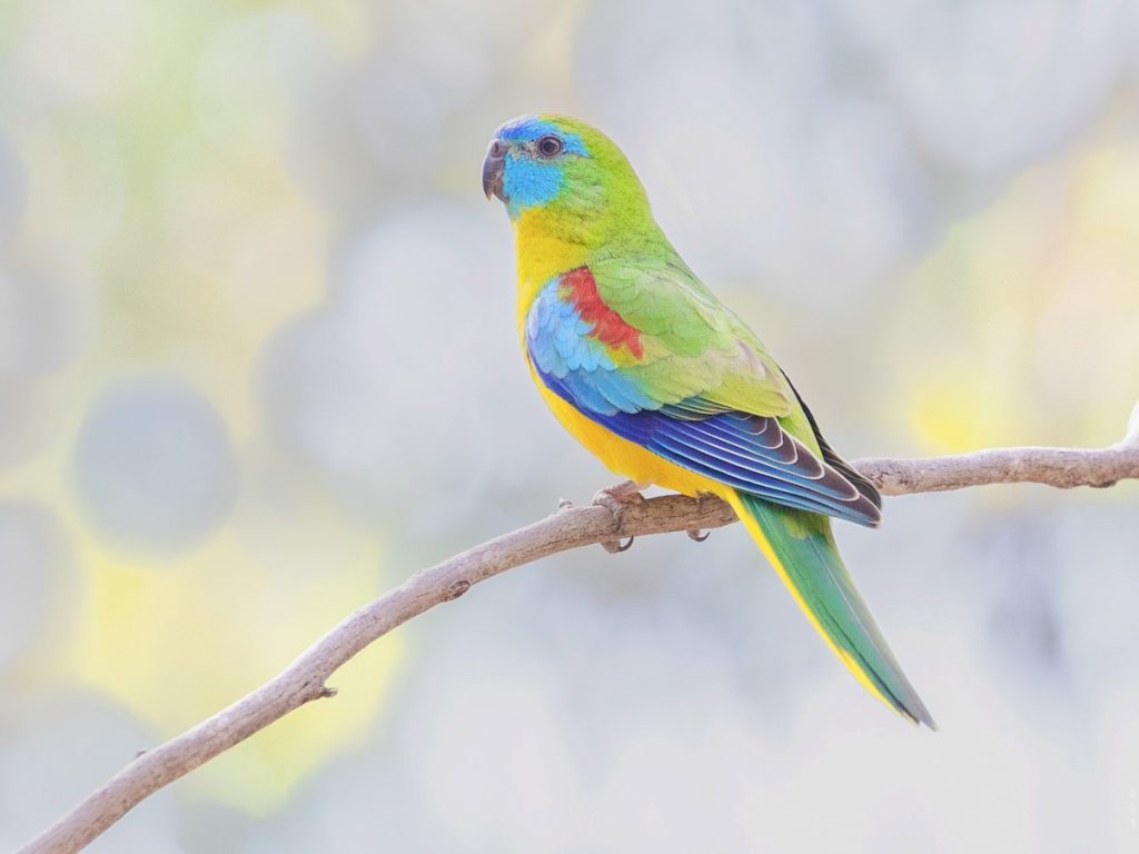 Turquoise Parakeet